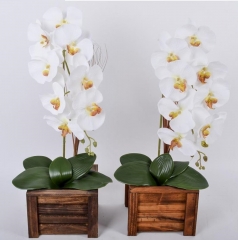 Arranjo Orquidea Elegante branca